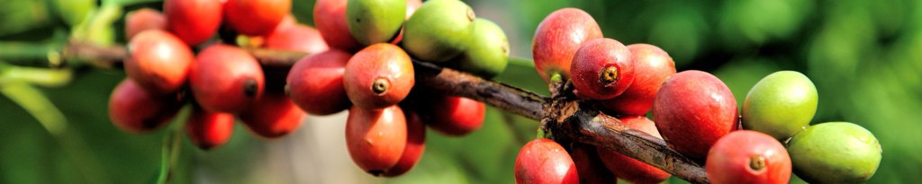 cerejas de café